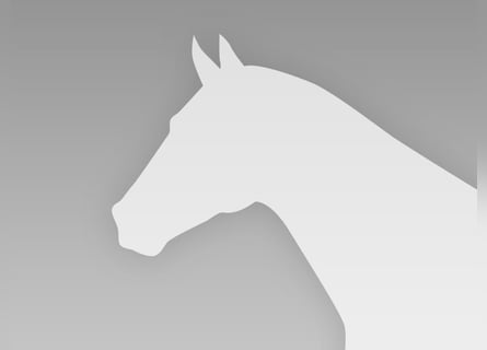 Oldenburg-International (OS), Stallion, Foal (04/2026), Bay-Dark