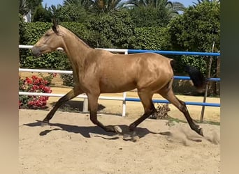 PRE, Mare, 5 years, 16 hh, Dun, in Fuentes De Andalucia