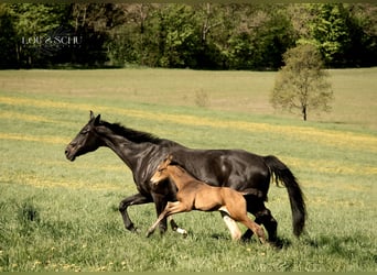 Oldenburg, Stallion, Foal (04/2026), 17 hh, Buckskin, in Sondershausen