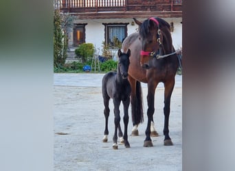 German Sport Horse, Stallion, Foal (04/2026), Black, in Bad Birnbach