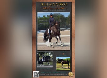 Andalusian, Stallion, 7 years, 15.3 hh, Black, in wellington