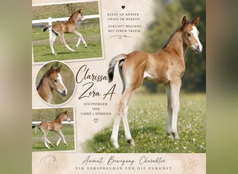 Other Warmbloods, Mare, Foal (04/2026), 16.1 hh, Brown, in Borgentreich