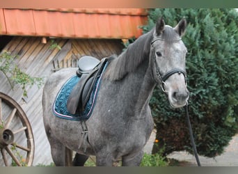 Holstein, Gelding, 4 years, 16 hh, Grey, in Bargteheide
