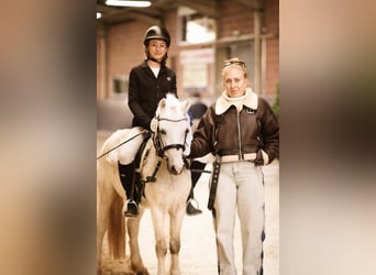 Welsh A (Mountain Pony), Gelding, 5 years, 11.1 hh, Grey, in Meinhard