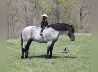 American Quarter Horse, Gelding, 6 years, 16 hh, Roan-Blue, in Mount Vernon