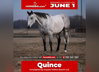American Quarter Horse, Gelding, 6 years, Grey, in Mount Vernon
