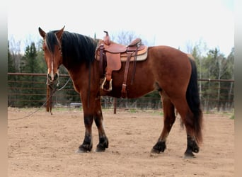 Belgian Draft Mix, Gelding, 5 years, Bay, in Merrill