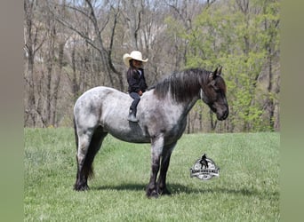 American Quarter Horse, Gelding, 8 years, 16 hh, Roan-Blue, in Mount Vernon
