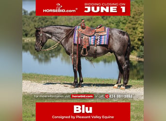 American Quarter Horse, Gelding, 11 years, 15 hh, Roan-Blue, in Robards