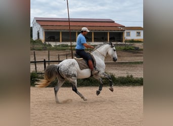 LIRICO DO ZAMBUJAL