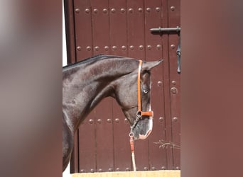 Akhal-Teke, Stallion, 4 years, 15.3 hh, Black