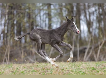 Akhal-Teke, Stallion, 4 years, 15.3 hh, Black