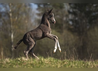 Akhal-Teke, Stallion, 4 years, 15.3 hh, Black