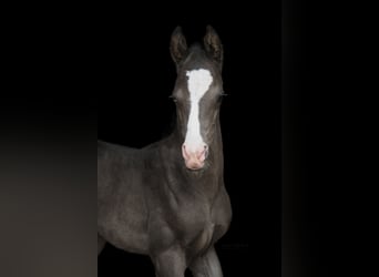 Akhal-Teke, Stallion, 4 years, 15.3 hh, Black