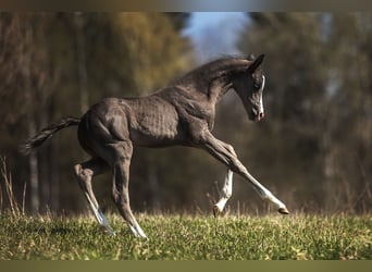 Akhal-Teke, Stallion, 4 years, 15.3 hh, Black