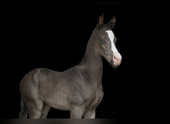 Akhal-Teke, Stallion, 4 years, 15.3 hh, Black