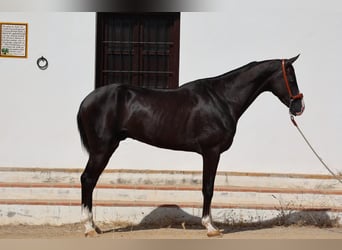 Akhal-Teke, Stallion, 4 years, 15.3 hh, Black