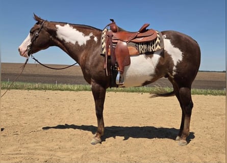 American Paint Horse, Gelding, 10 years, 16 hh, Chestnut