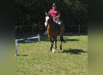 American Paint Horse, Gelding, 12 years, 15.1 hh, Overo-all-colors