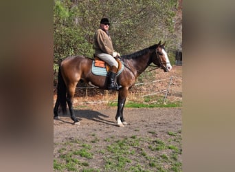 American Paint Horse, Gelding, 12 years, 15.1 hh, Overo-all-colors