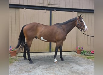 American Paint Horse, Gelding, 12 years, 15.1 hh, Overo-all-colors