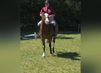 American Paint Horse, Gelding, 12 years, 15.1 hh, Overo-all-colors