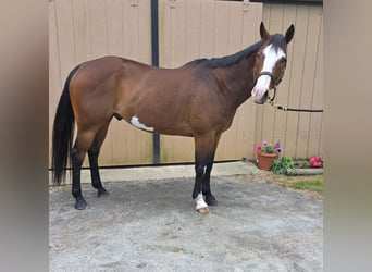 American Paint Horse, Gelding, 12 years, 15.1 hh, Overo-all-colors