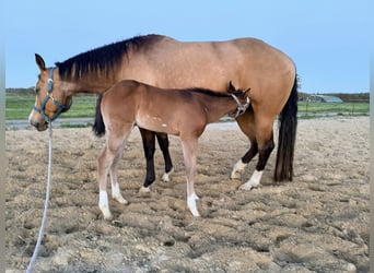 American Paint Horse, Stallion, Foal (03/2026), 15 hh, Brown