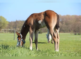 American Paint Horse, Stallion, Foal (03/2026), 15 hh, Brown