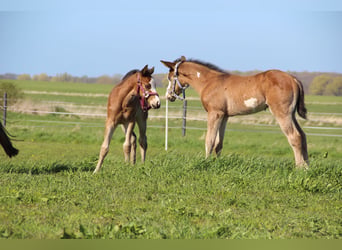 American Paint Horse, Stallion, Foal (03/2026), 15 hh, Brown