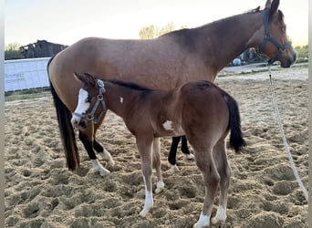 American Paint Horse, Stallion, Foal (03/2026), 15 hh, Brown