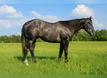 American Quarter Horse, Gelding, 3 years, 15.1 hh, Grey