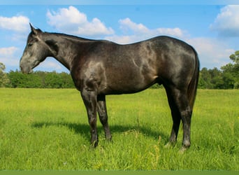 American Quarter Horse, Gelding, 3 years, 15.1 hh, Grey