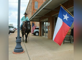 American Quarter Horse, Gelding, 3 years, 15.1 hh, Grey