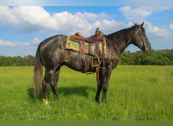 American Quarter Horse, Gelding, 3 years, 15.1 hh, Grey