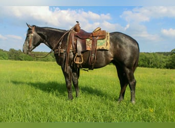 American Quarter Horse, Gelding, 3 years, 15.1 hh, Grey