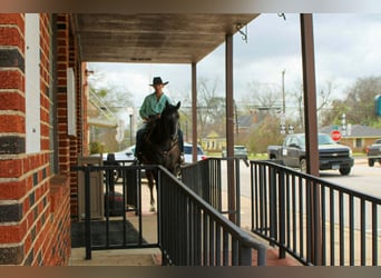 American Quarter Horse, Gelding, 3 years, 15.1 hh, Grey