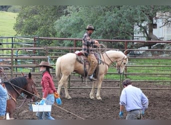American Quarter Horse, Gelding, 6 years, 14.2 hh, Palomino