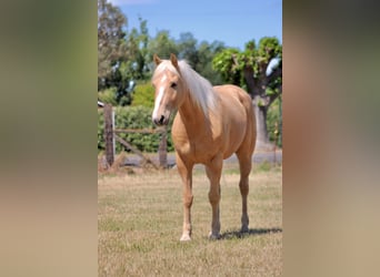 American Quarter Horse, Gelding, 6 years, 14.2 hh, Palomino