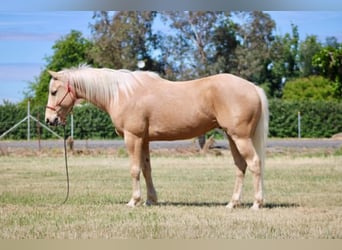 American Quarter Horse, Gelding, 6 years, 14.2 hh, Palomino