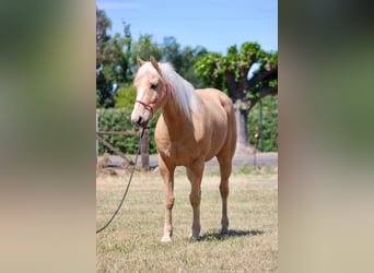 American Quarter Horse, Gelding, 6 years, 14.2 hh, Palomino