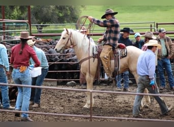 American Quarter Horse, Gelding, 6 years, 14.2 hh, Palomino