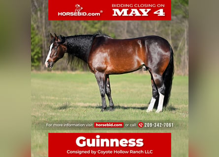 American Quarter Horse, Gelding, 8 years, Black