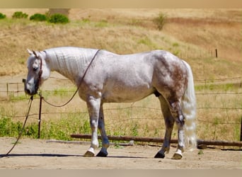 American Quarter Horse, Gelding, 9 years, 14.2 hh, Grey