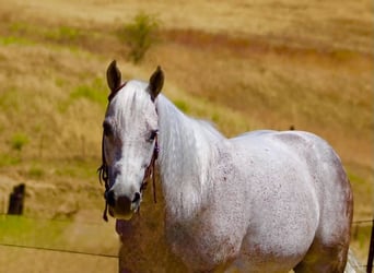 American Quarter Horse, Gelding, 9 years, 14.2 hh, Grey