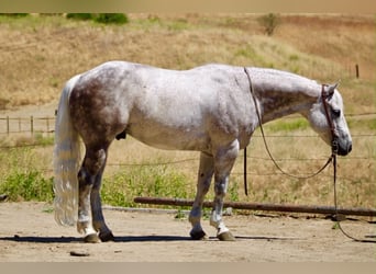 American Quarter Horse, Gelding, 9 years, 14.2 hh, Grey