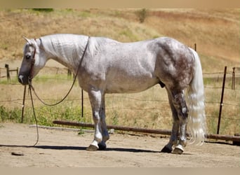 American Quarter Horse, Gelding, 9 years, 14.2 hh, Grey