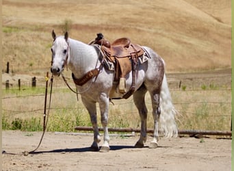 American Quarter Horse, Gelding, 9 years, 14.2 hh, Grey