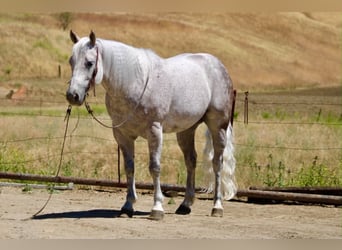 American Quarter Horse, Gelding, 9 years, 14.2 hh, Grey