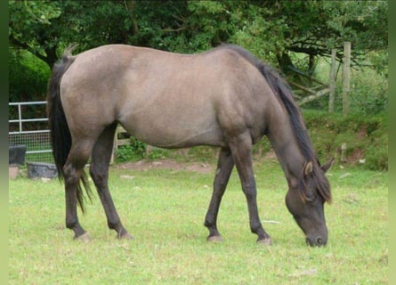 American Quarter Horse, Mare, 20 years, 14.1 hh, Grullo
